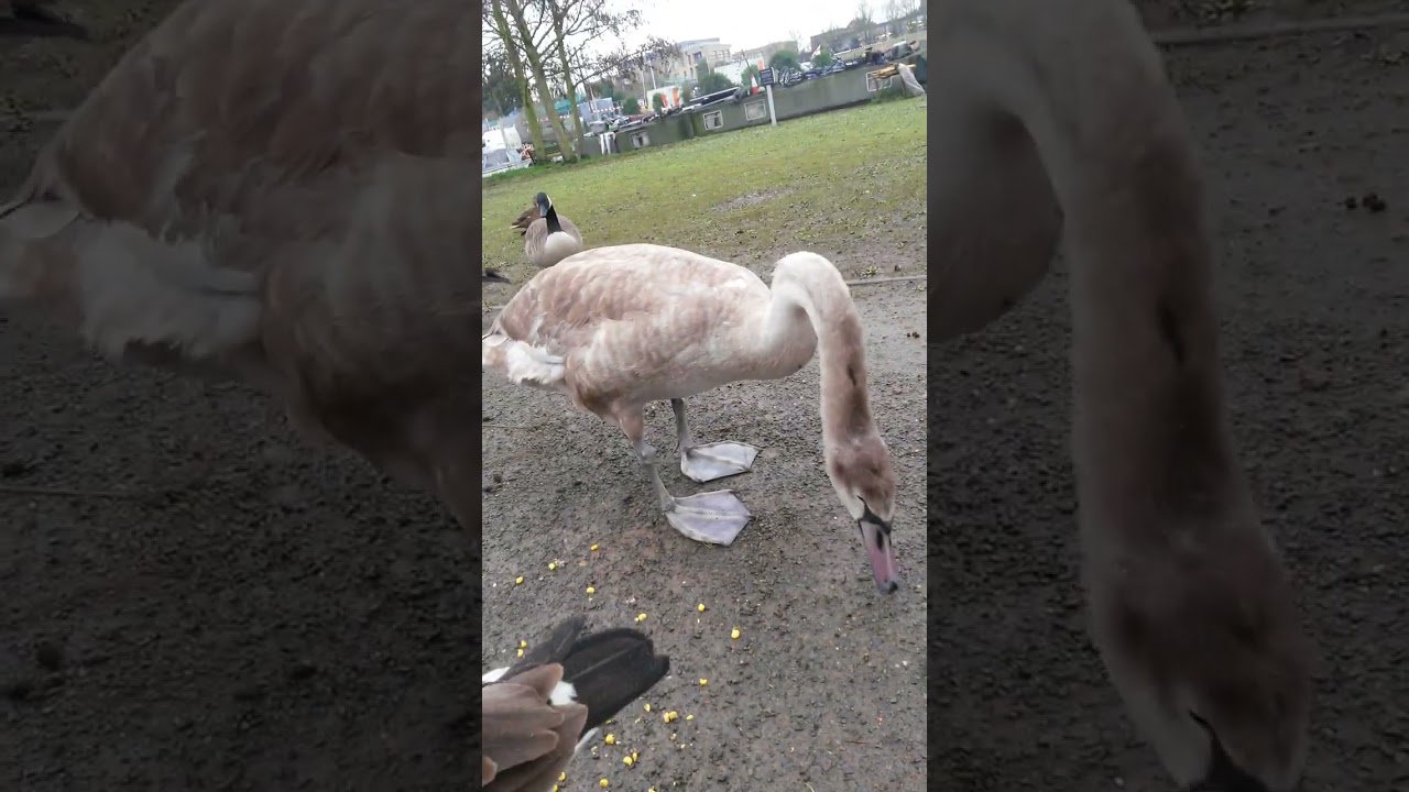 19/02/2026 Squeaker The Baby Sawn Is On The Mend