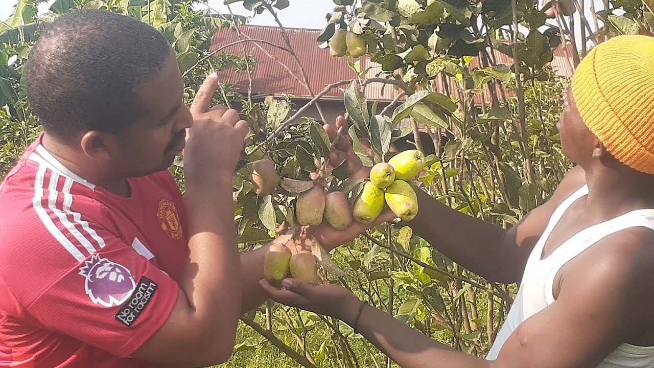 There are many benefits to apple farming in Rwanda.Eng.Ally,phone:0788549685