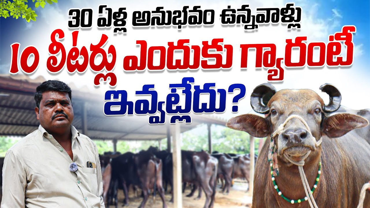 30 Bunny Buffaloes for sale | శంషాబాద్ లో దిగిన బన్నీ గేదెలు | పాల గ్యారంటీ ఎందుకు ఇవ్వట్లేదు?CBNews