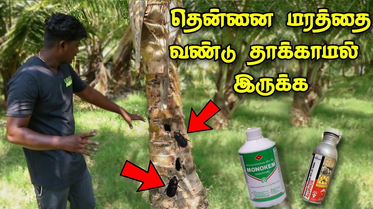 coconut tree maintenance in tamil | thennai maram paramarippu tamil | 2022