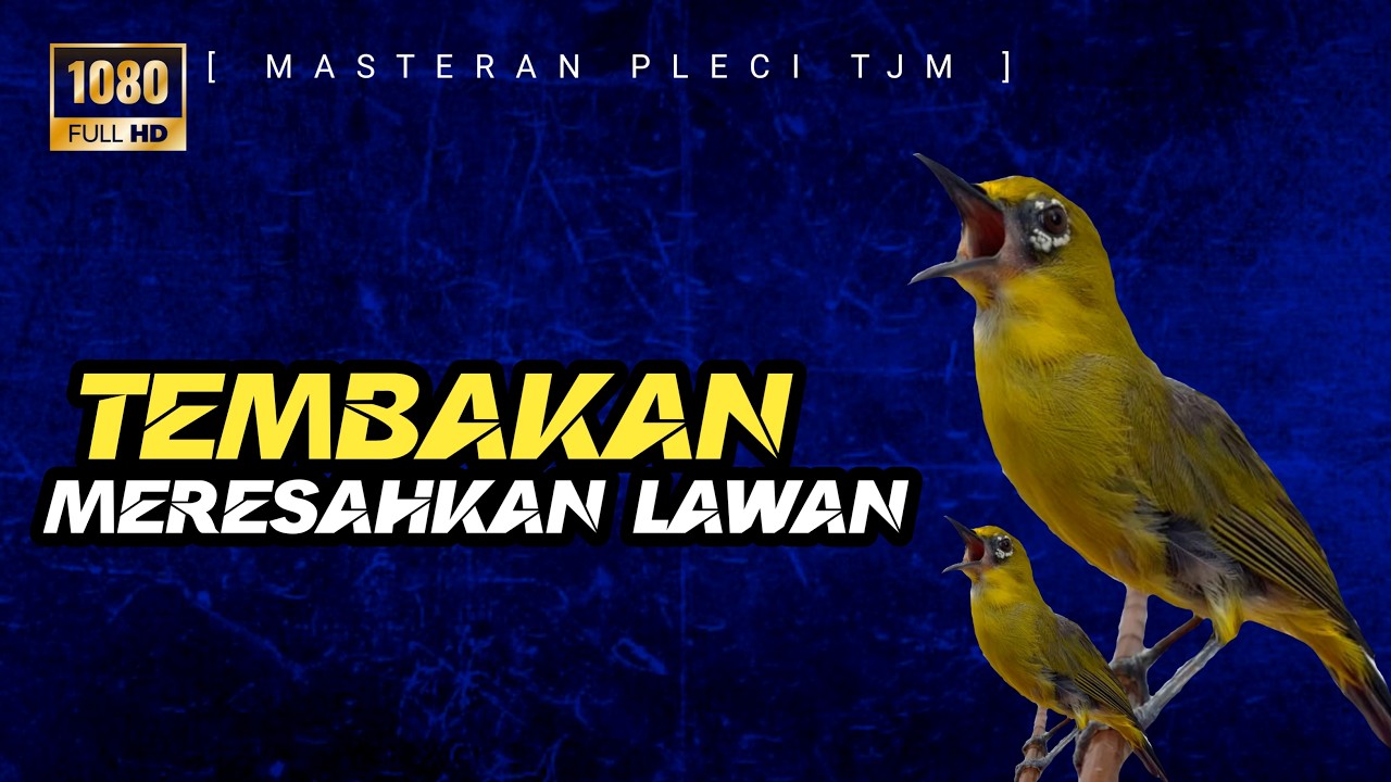 🔴 LIVE Masteran Pleci Tembakan Mewah Durasi Panjang Mematikan Lawan