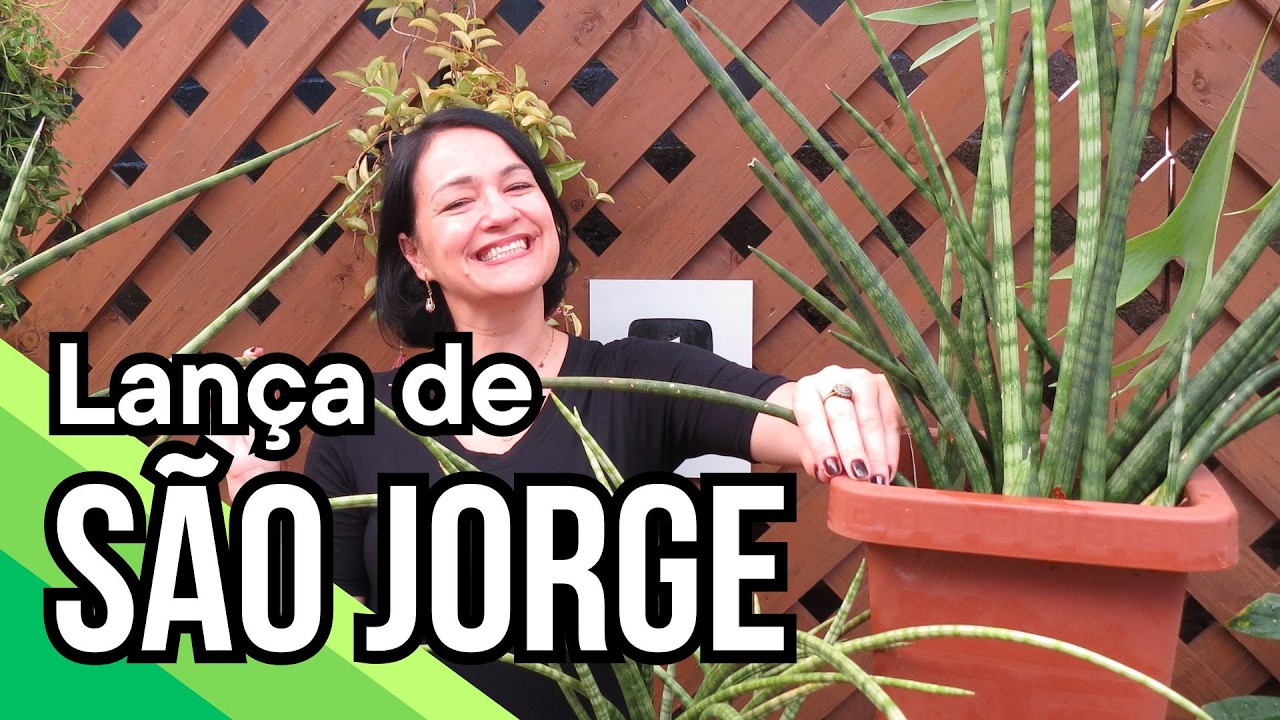 Faça MUITAS MUDAS de Lança-de-São-Jorge