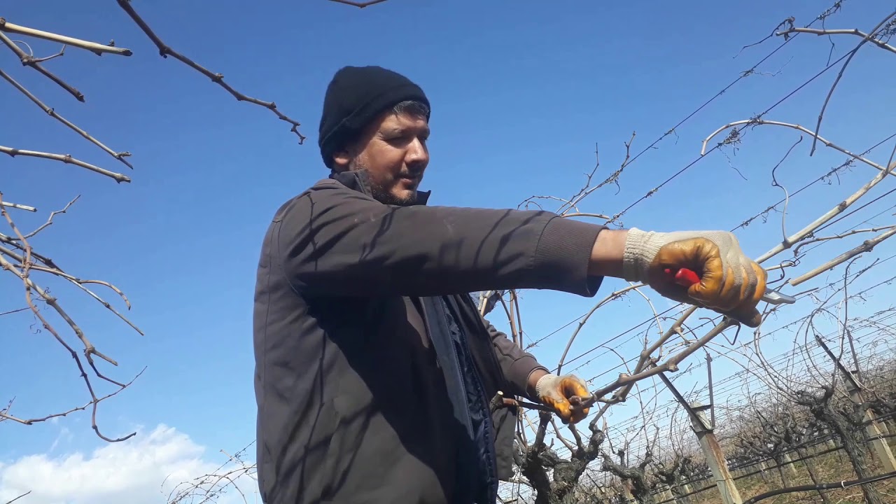 Üzüm bağından köklendirmek için çelik hazırladım, üzüm çeliği nasıl hazırlanır