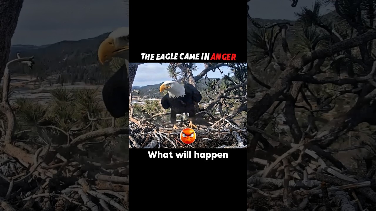 Revenge of the Eagle: Crow Becomes a Meal for the Baby #trending #animals #wildlife #eagle #crow