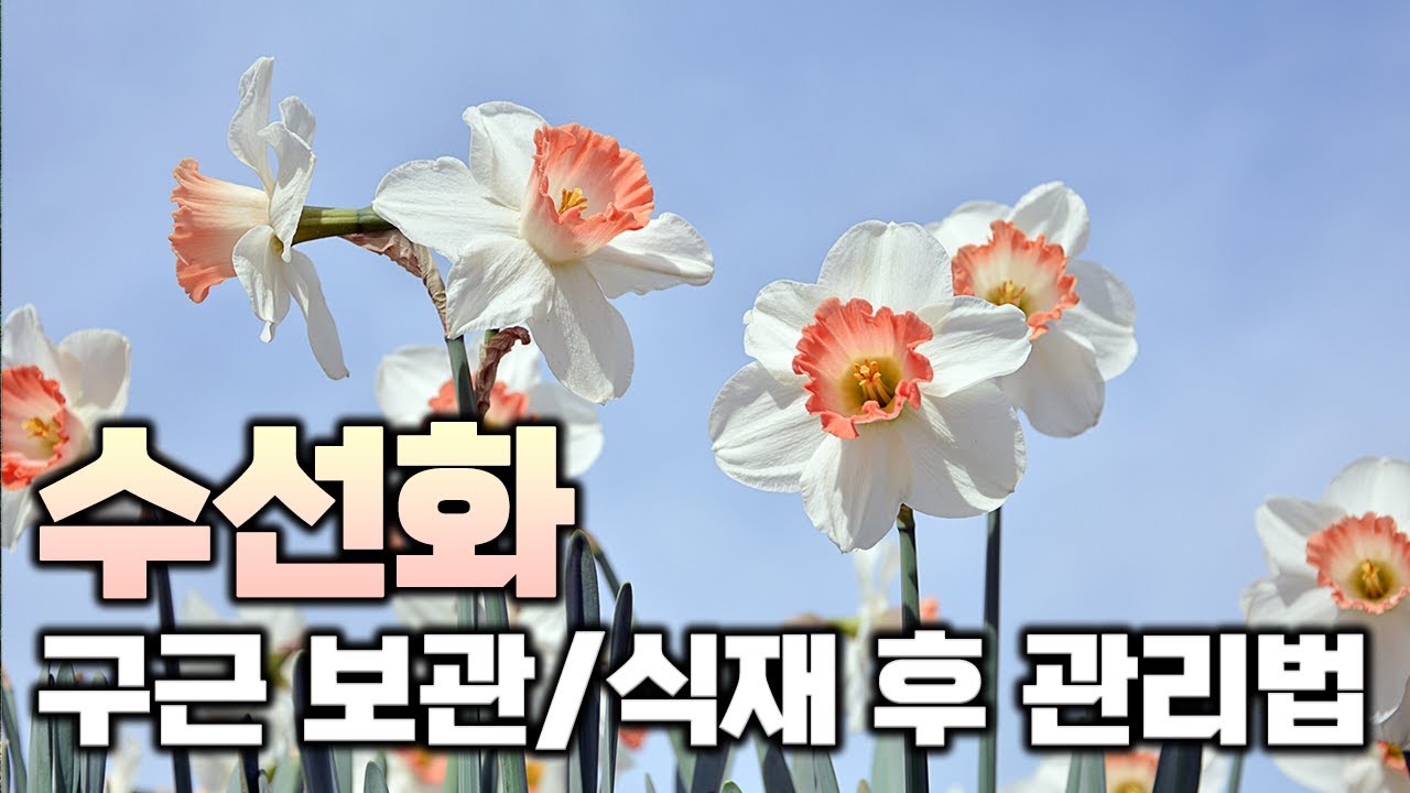 가을에 심는 봄꽃 수선화! 구근 보관법부터 연출 꿀팁까지 한번에 알려드립니다.