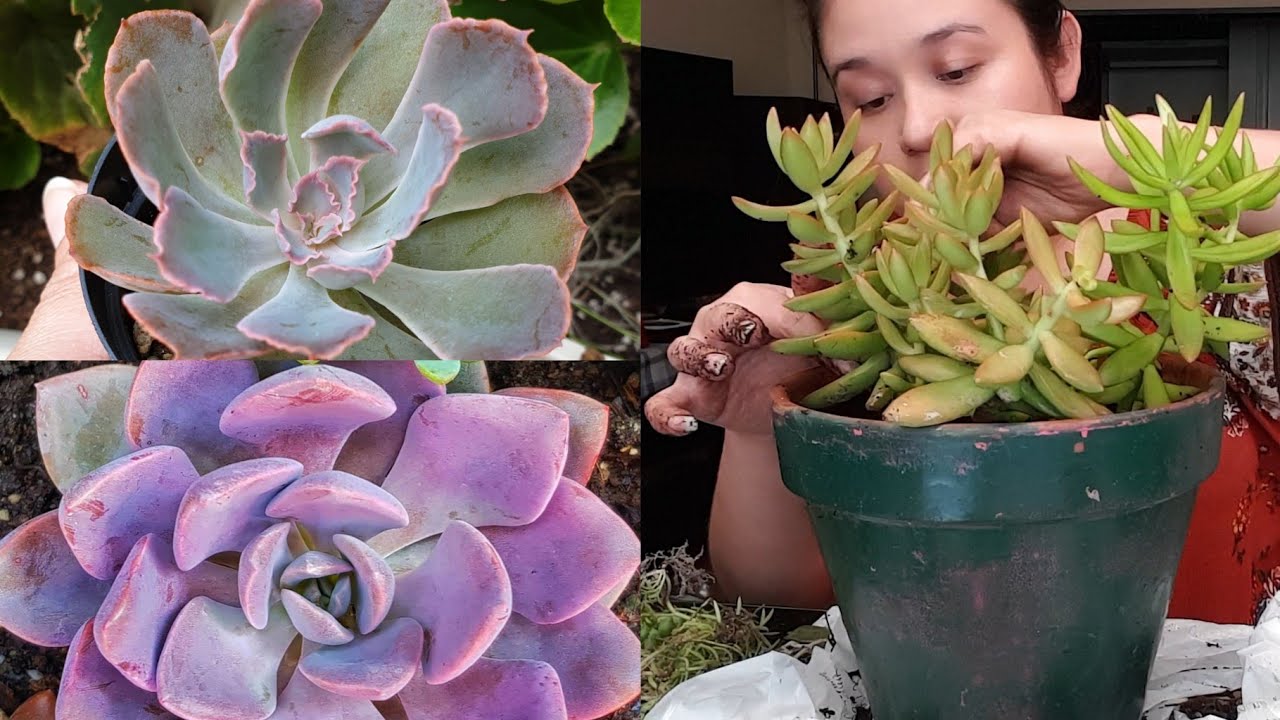 Trasplantando Mis Suculentas! Mantenimiento para Tenerlas Hermosas! #jardineria #suculentas