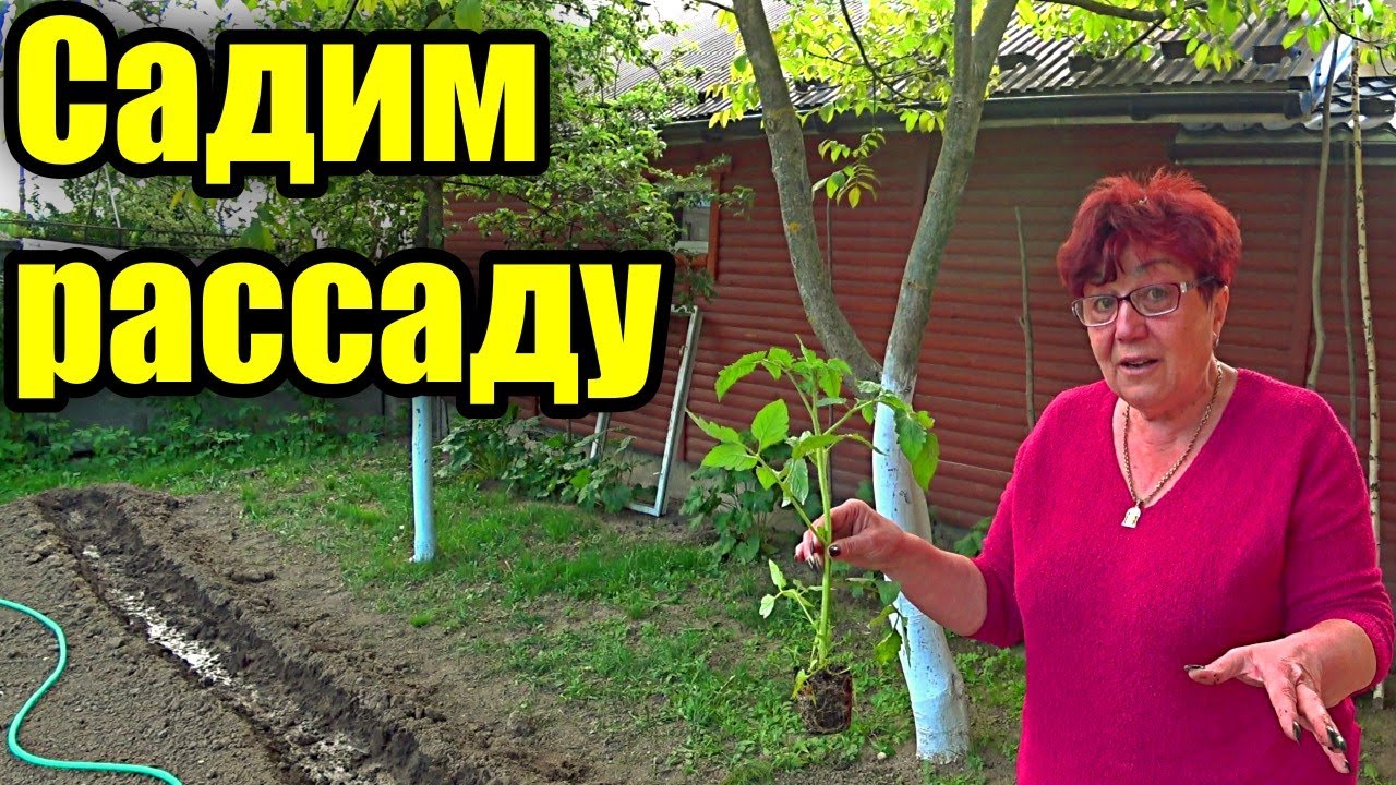 Посадка рассады без заморочек! Секреты урожая. Томат, перец, баклажан.