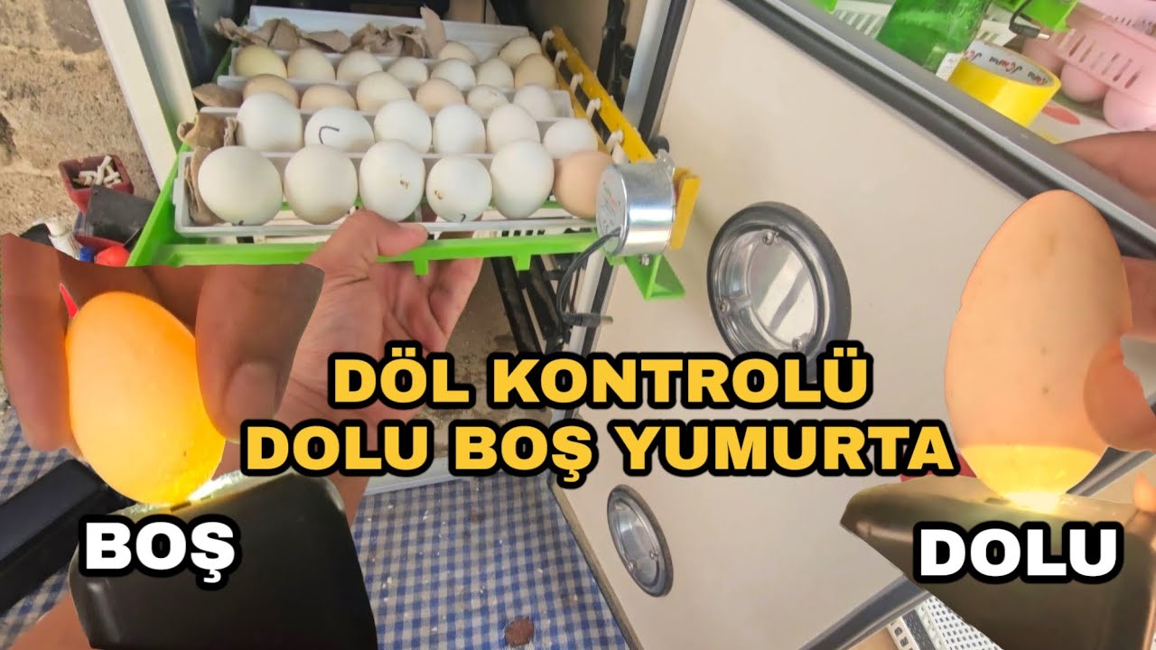 Kuluçka Makinasında Döl Kontrolü! Hangi Yumurtalar Boş?