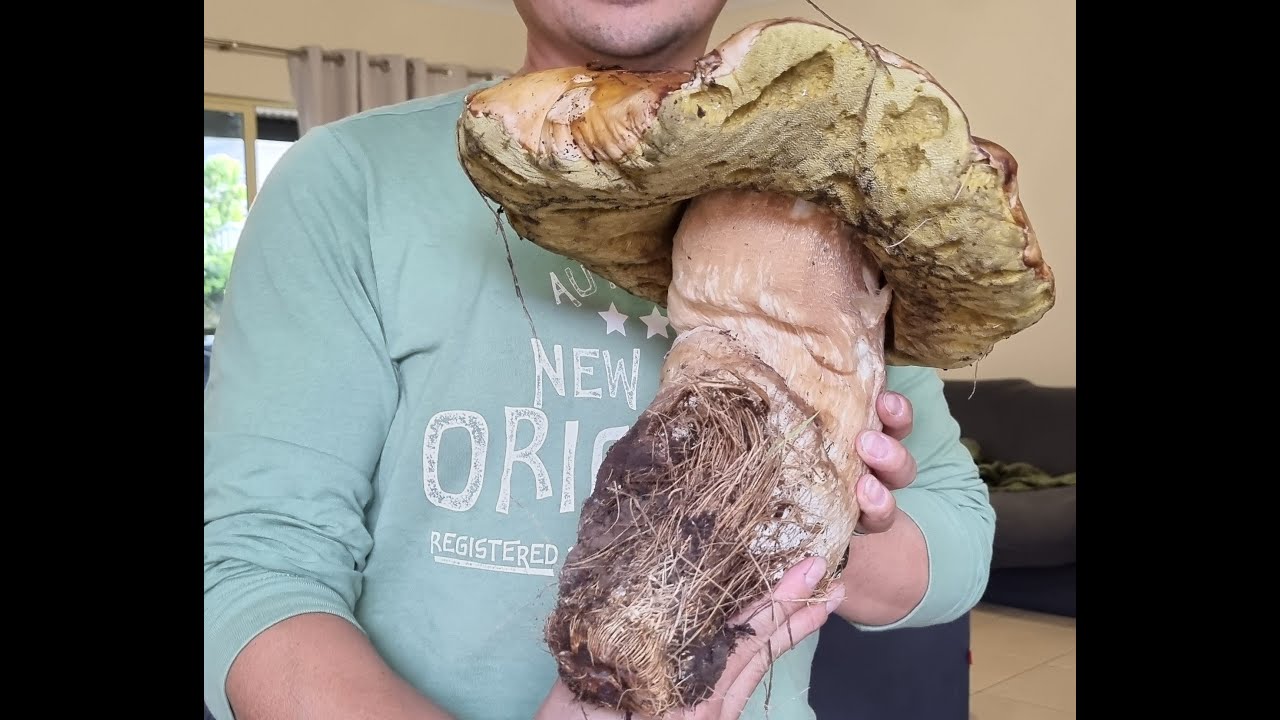 2.32 Kilogram Monster! Mother of all Porcini! Adelaide Hills South Australia