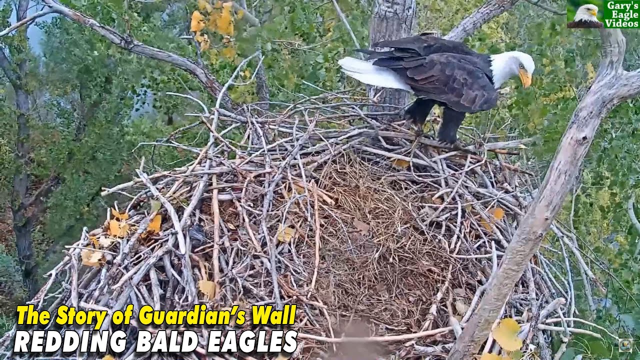 Redding Eagles - The Story of Guardian's Wall (Humor)
