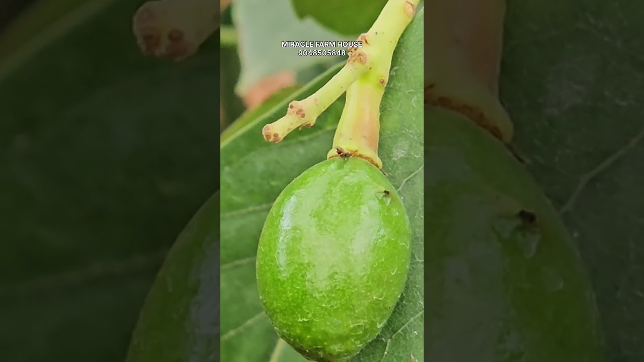 വെറും ആറുമാസം കൊണ്ട് അവക്കാഡോ ചട്ടിയിൽ കായ്ച്ചത് കണ്ടിട്ടുണ്ടോ ഇതാണ്&hellip;