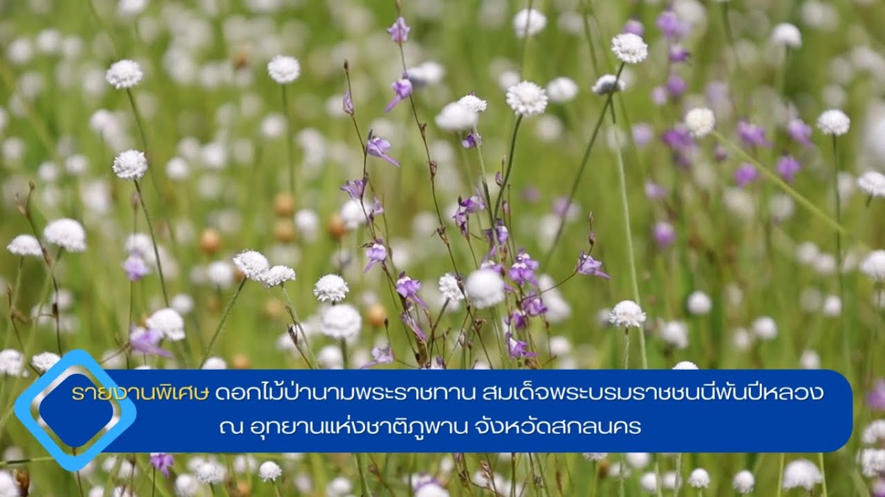 รายงานพิเศษ ดอกไม้ป่านามพระราชทาน สมเด็จพระบรมราชชนนีพันปีหลวง ณ อุทยานแห่งชาติภูพาน จังหวัดสกลนคร