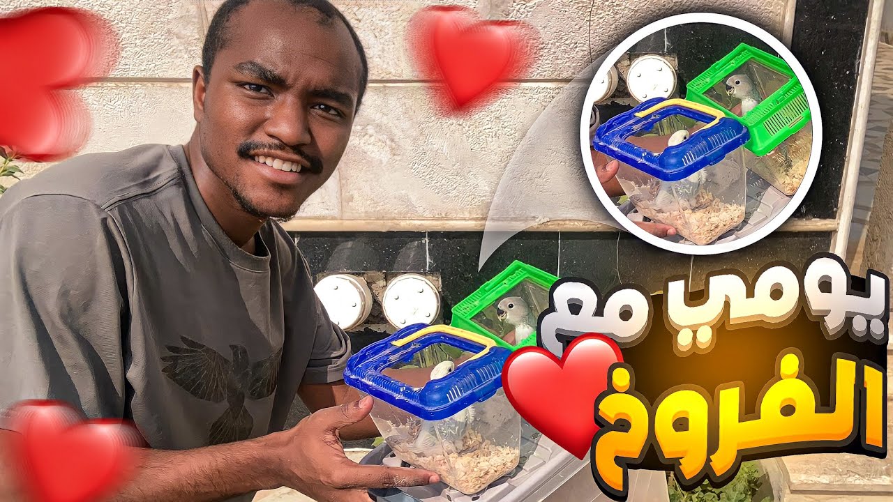 كيف بيكون يومك مع الفروخ.😍❤️