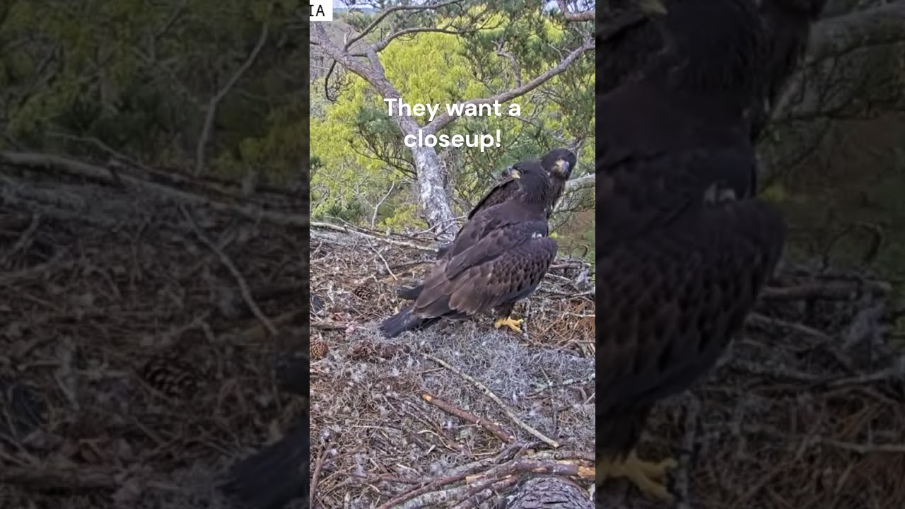 A close up of a bald eagle fledgling!