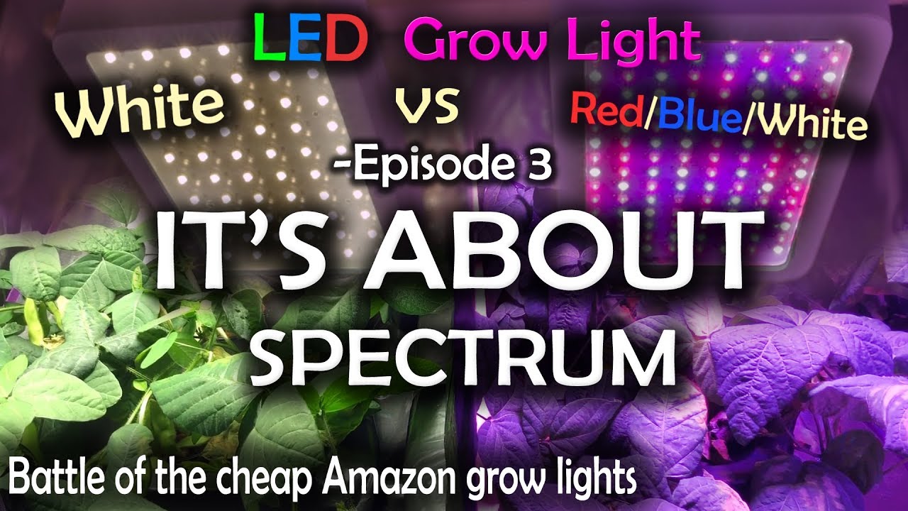 White LED vs Red Blue White LED Grow Test Ep.3 (Final Episode)