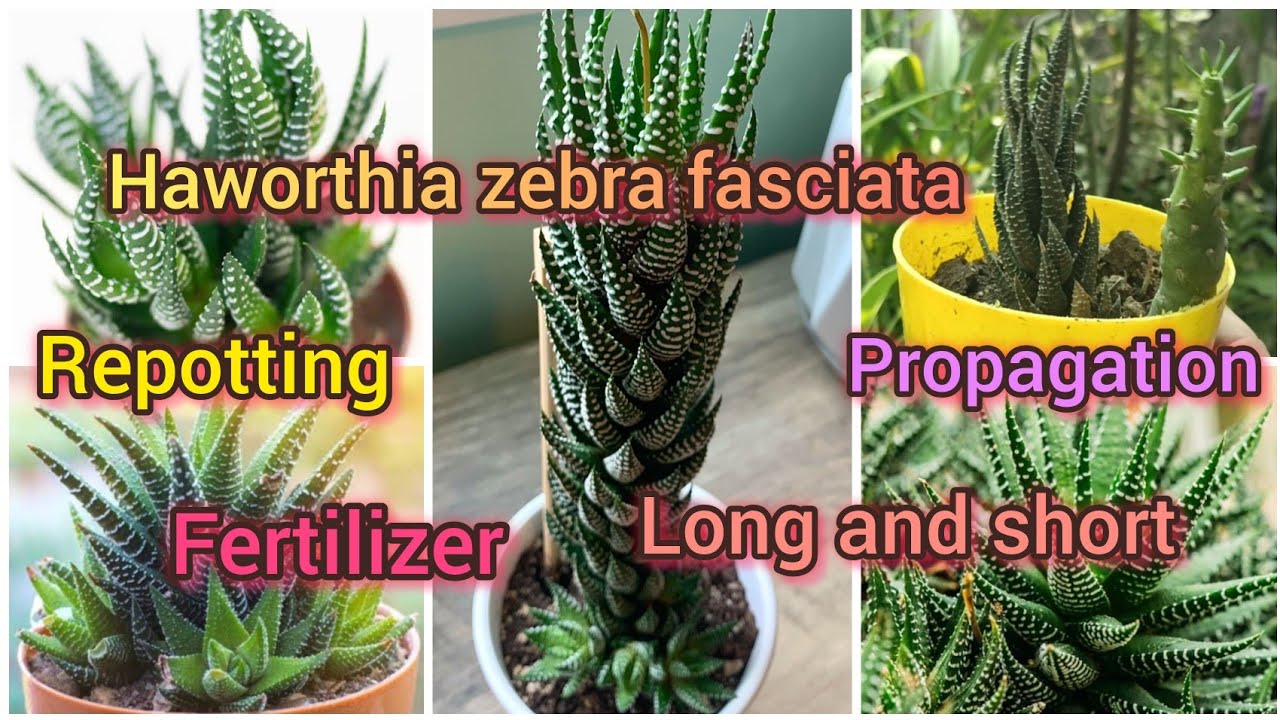 haworthia zebra fasciata repotting #fertilizer /propagation/soil mix//Grow green 445