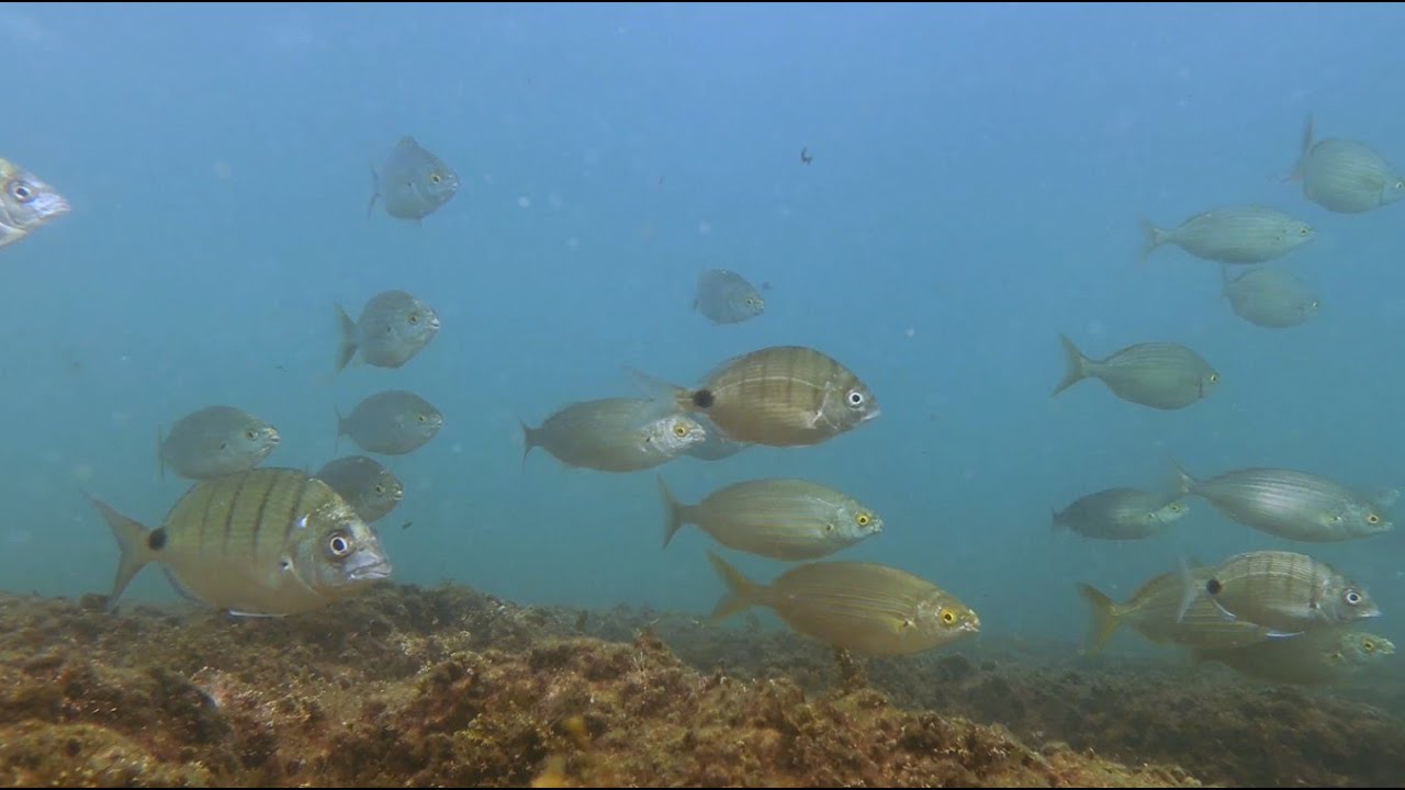 Snorkeling in the Algarve in 2023