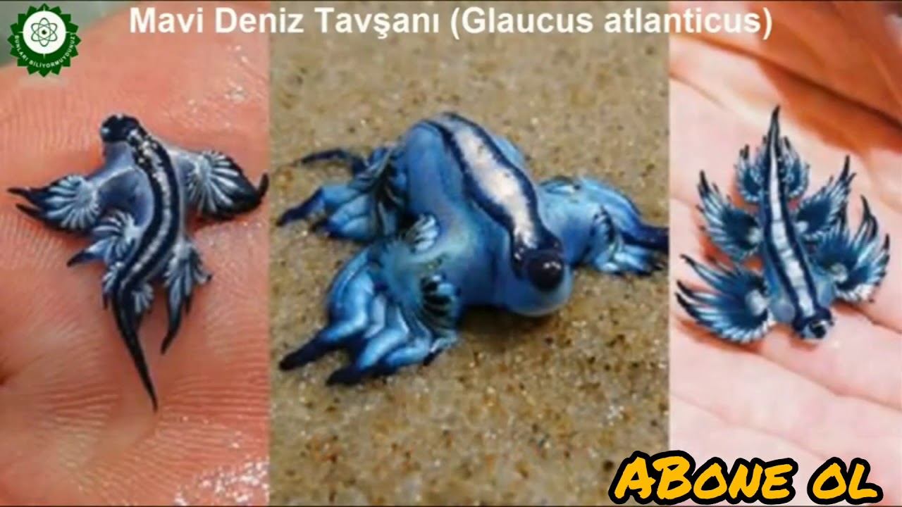 D&Uuml;NYANIN EN GARİP HAYVANLAR BUNLARI biliyor muydunuz