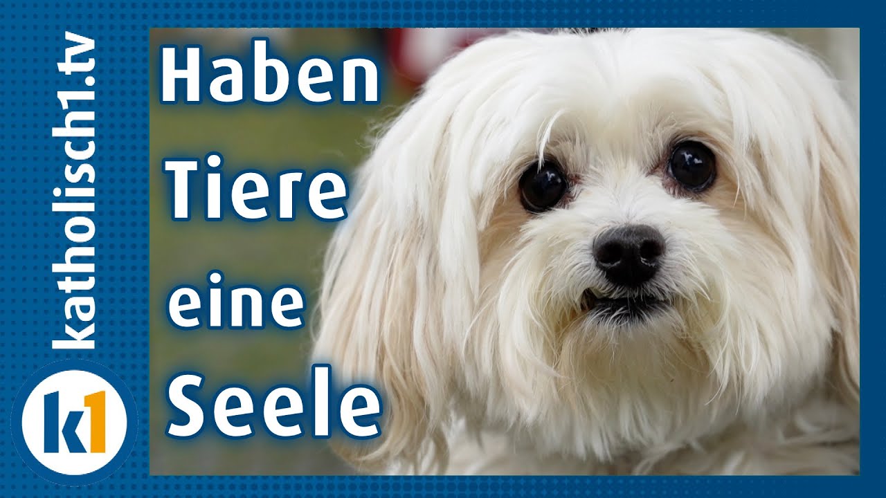 Kommen Tiere in den Himmel - Tiersegnung in Augsburg