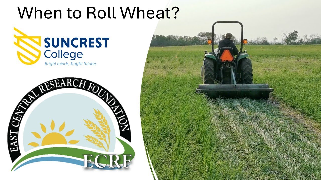 Rolling Wheat 2024