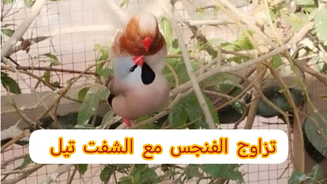 جولة داخل المحمية 🌹 ومفاجئة تزاوج الزيبرا مع الشفت تيل