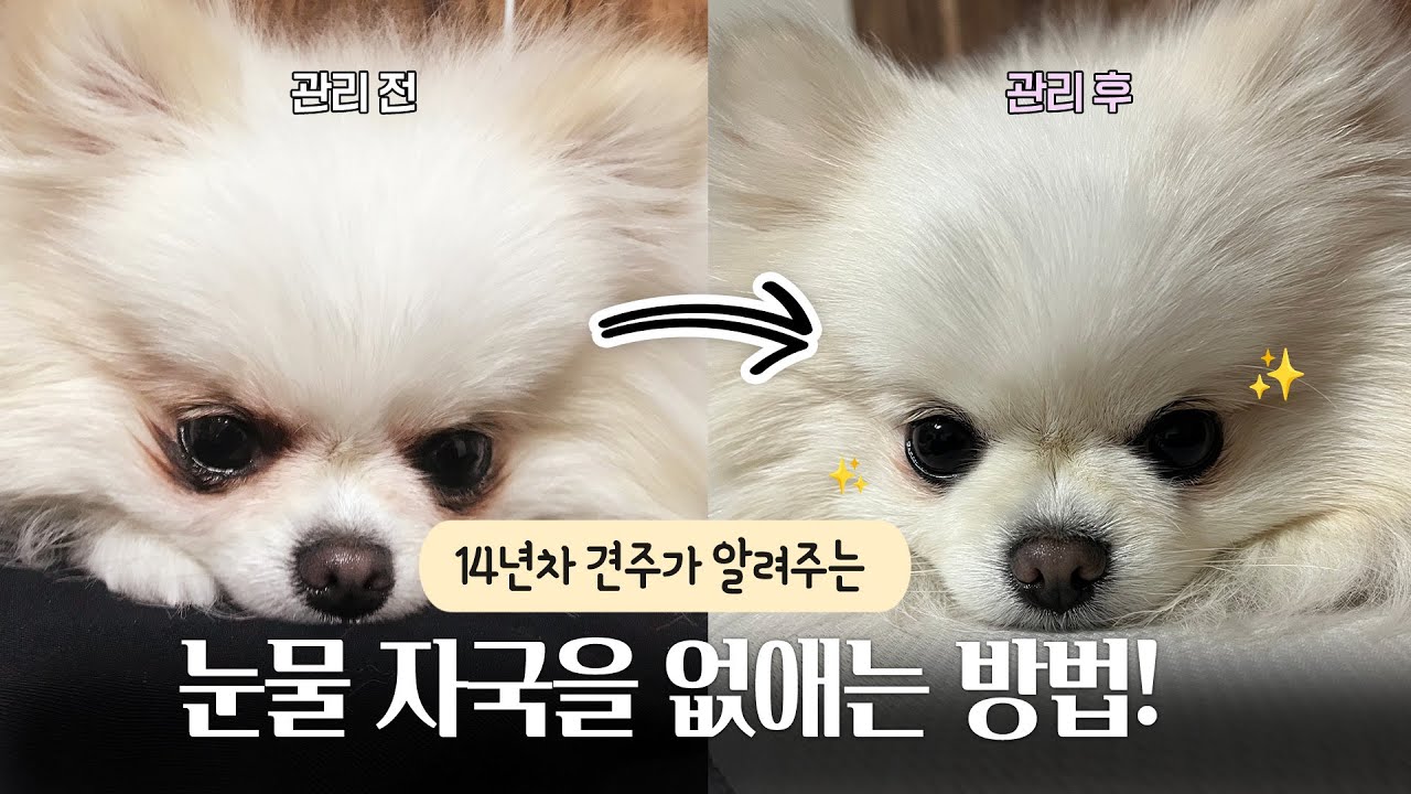 효과적인 강아지 눈물 자국 관리 방법