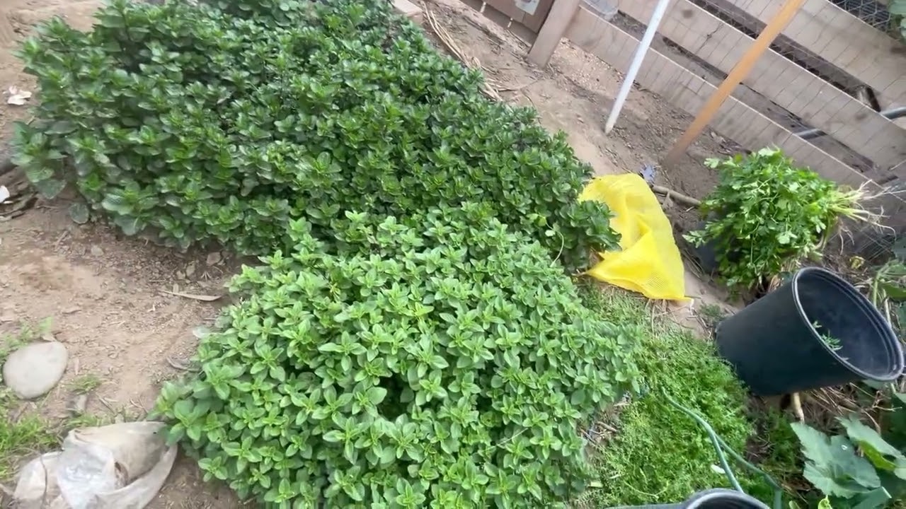 están bien buenos para un rrico caldo