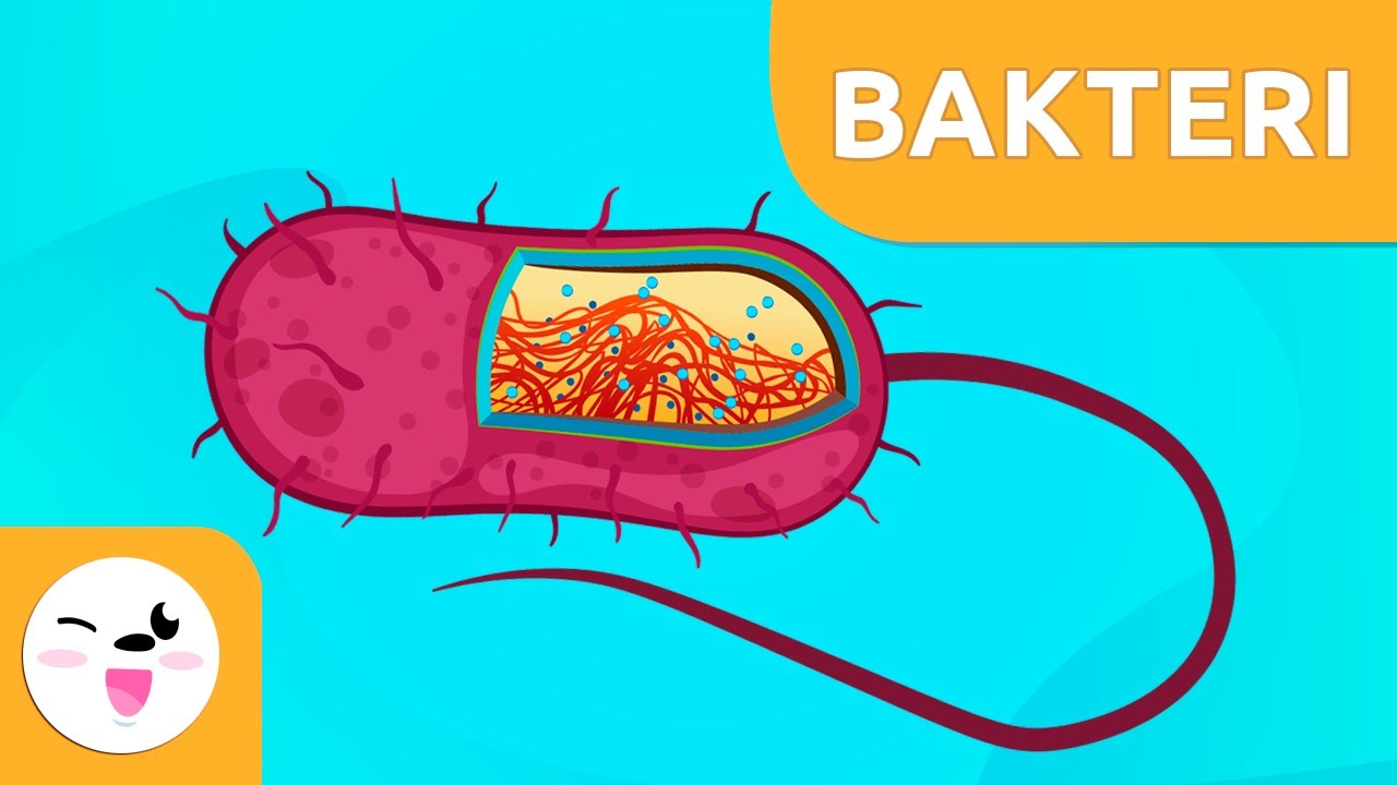 Bakteri nedir ? - Çocuklar için bilim