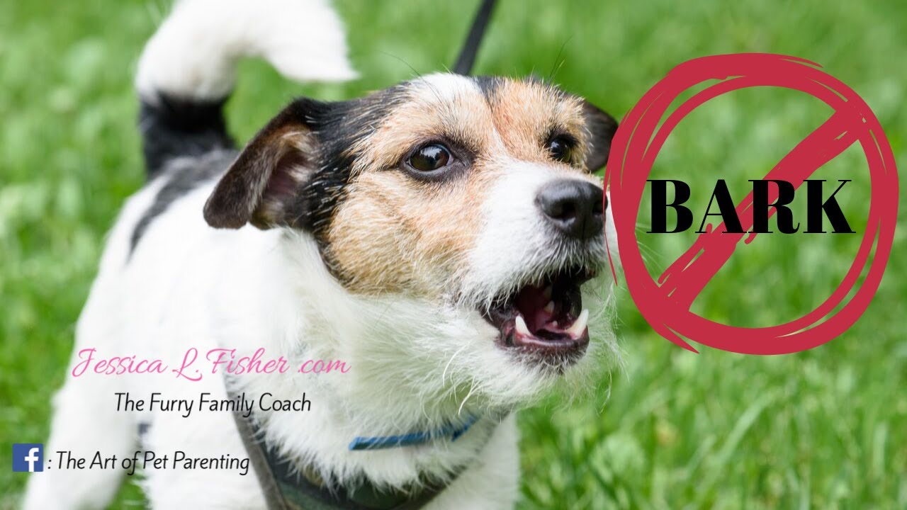 How To Get Your Dog To Stop Barking | Jessica L Fisher The Furry Family Coach