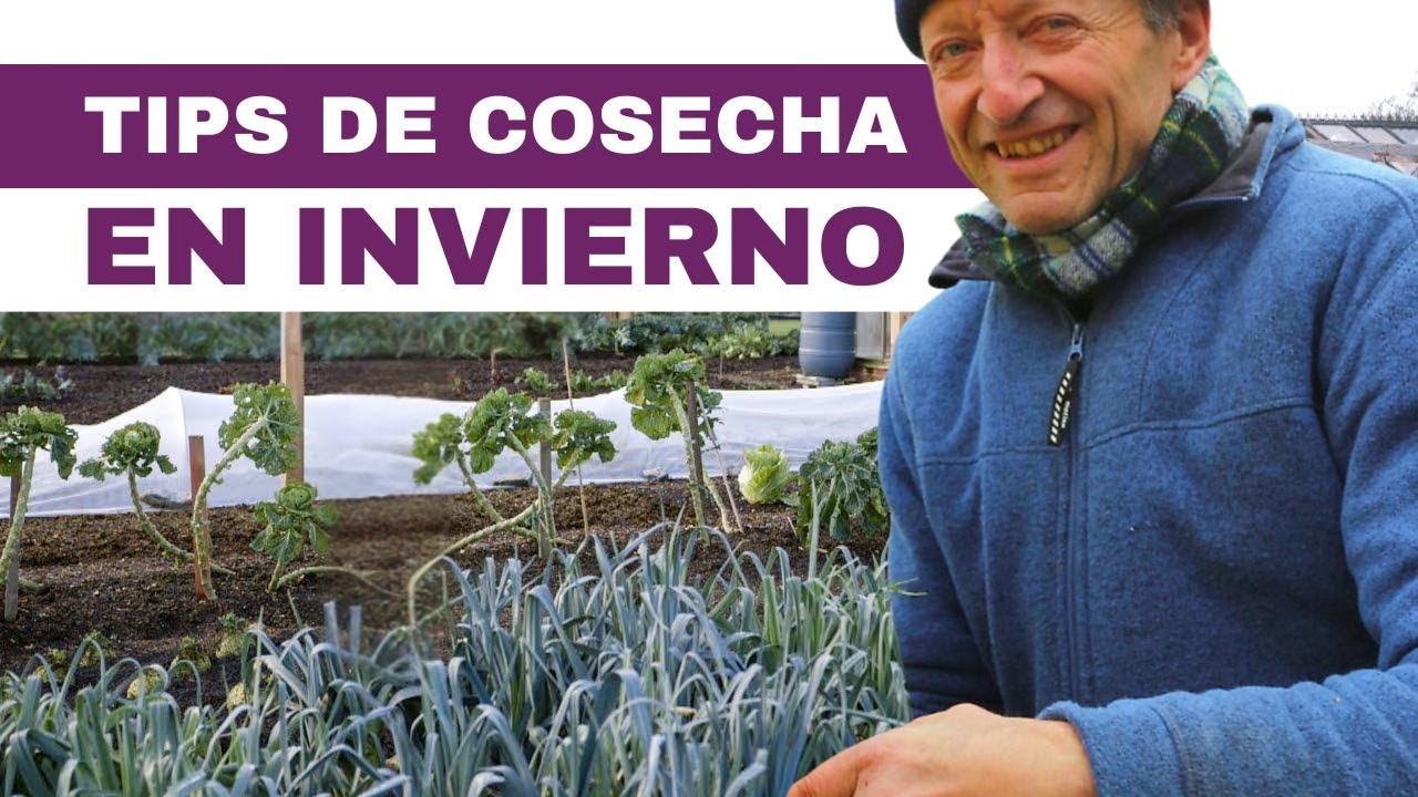 Jardín de invierno con Charles Dowding, resultados de siete años sin cavar.