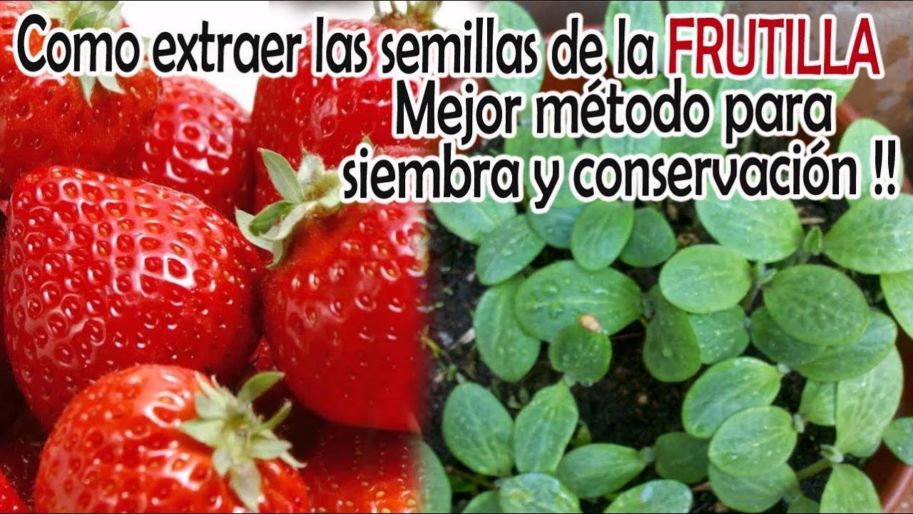 LA MEJOR forma de extraer SEMILLAS de FRUTILLA secas para almacenar o sembrar! M&Eacute;TODO EFICAZ!!
