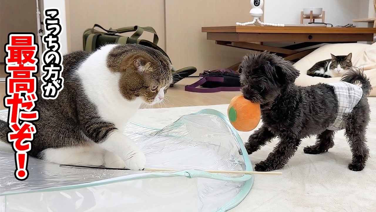 遊びに来た元保護犬に自分のお気に入りのおもちゃの良さを一生懸命教える猫が可愛い！