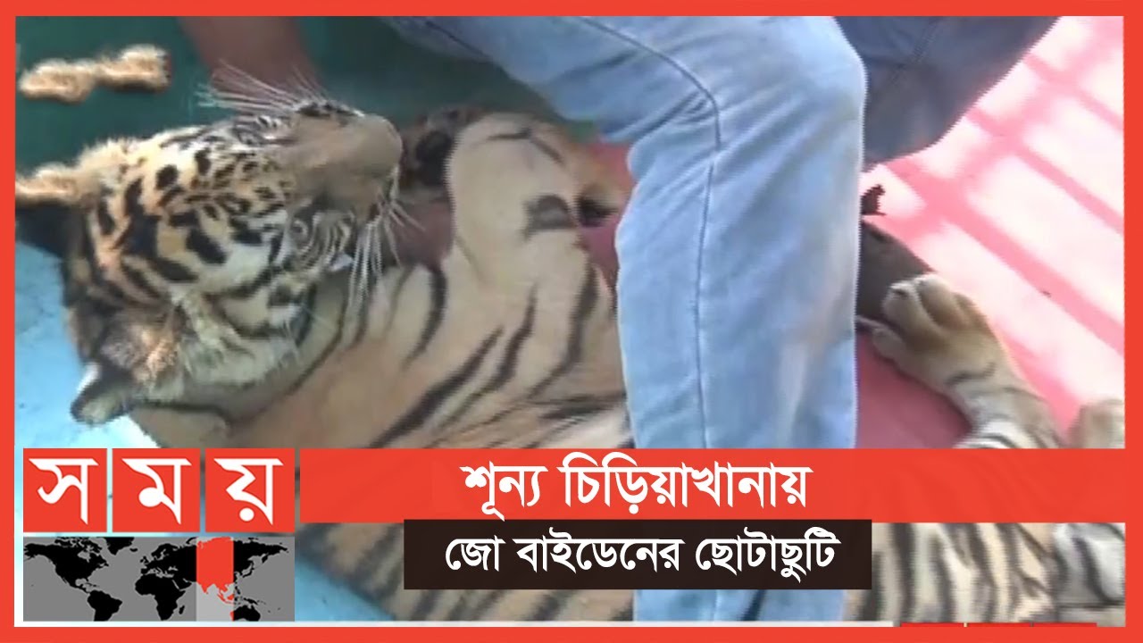 চট্টগ্রাম চিড়িয়াখানায় বাঘের শাবকের রাজত্ব | Tiger Joe Biden | Chattogram Zoo | Somoy TV