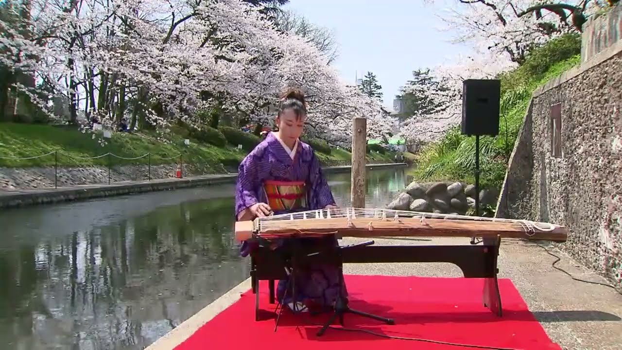 【桜情報】松川べりの桜 満開（2022/04/06）