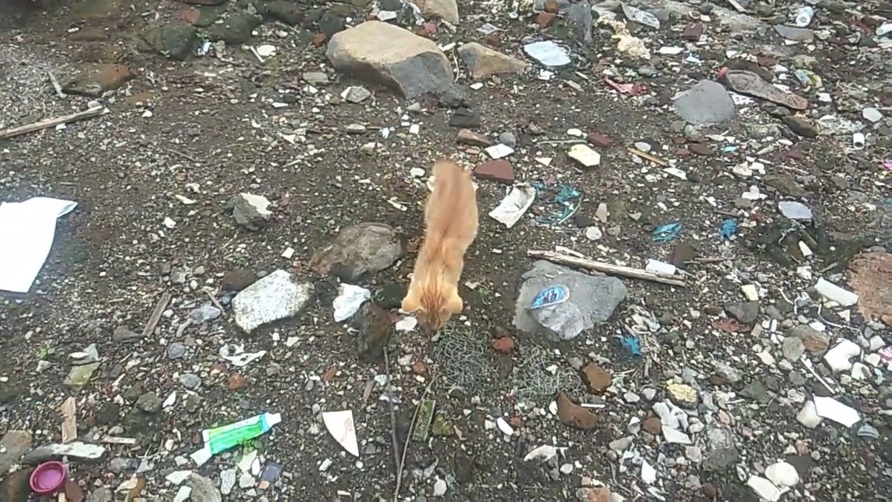 Oyen dan Uyik lagi lomba mengejar sesuatu