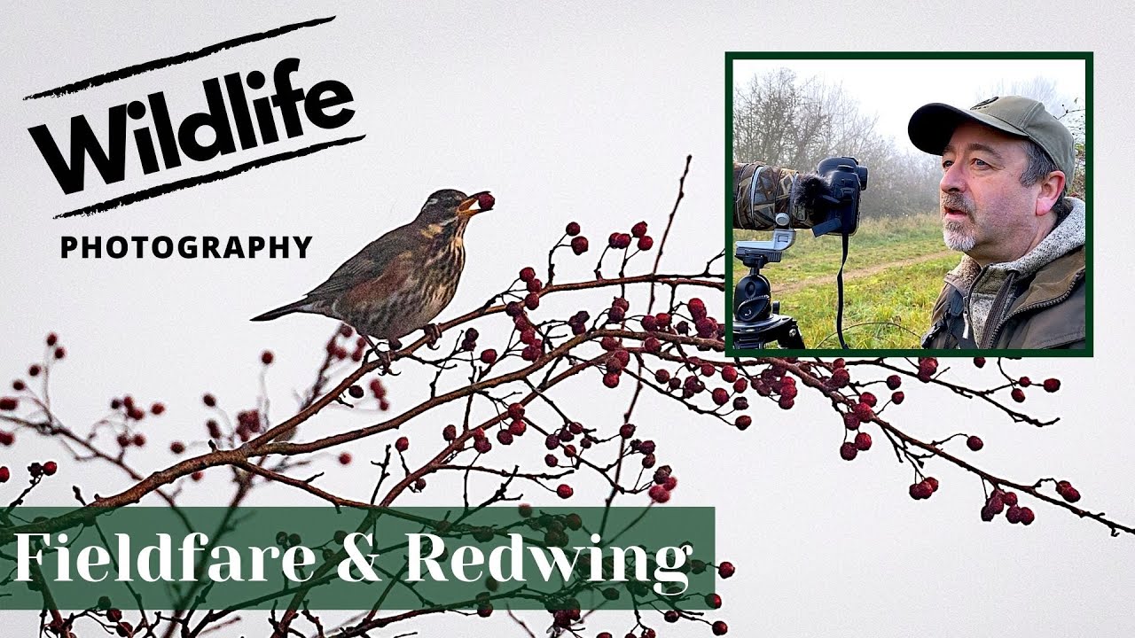 Fieldfare and Redwing Search (Part 1) - UK WILDLIFE and NATURE Photography