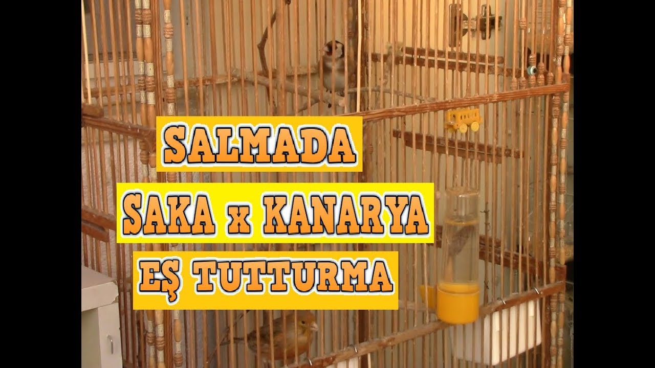 SAKA x KANARYA MELEZİ Üretimi İçin Kuşlarımızı Salmaya Attık
