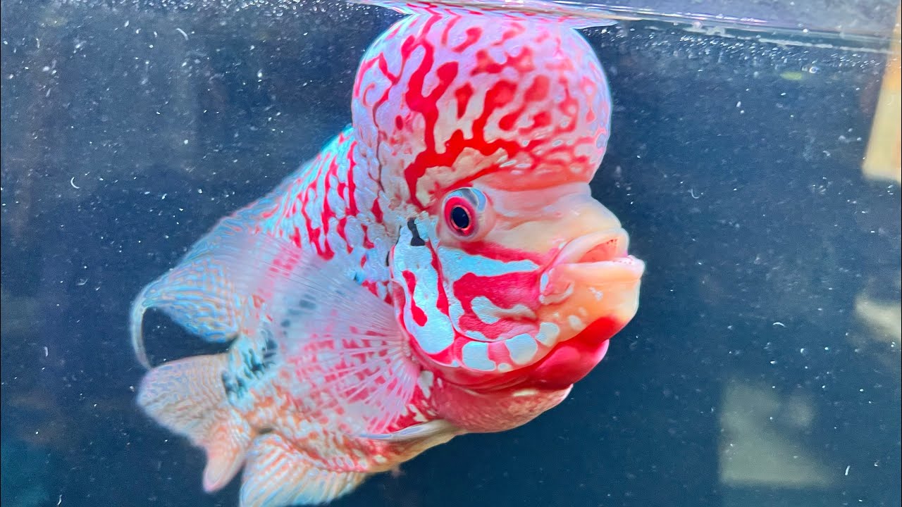 P1 FlowerHorn ဆိုင်သို့ အလည်သွားခြင်း
