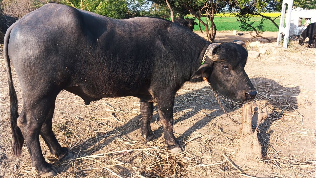 ‌આપણો  બની નશલ નો પાડો 3 બ્લોગ