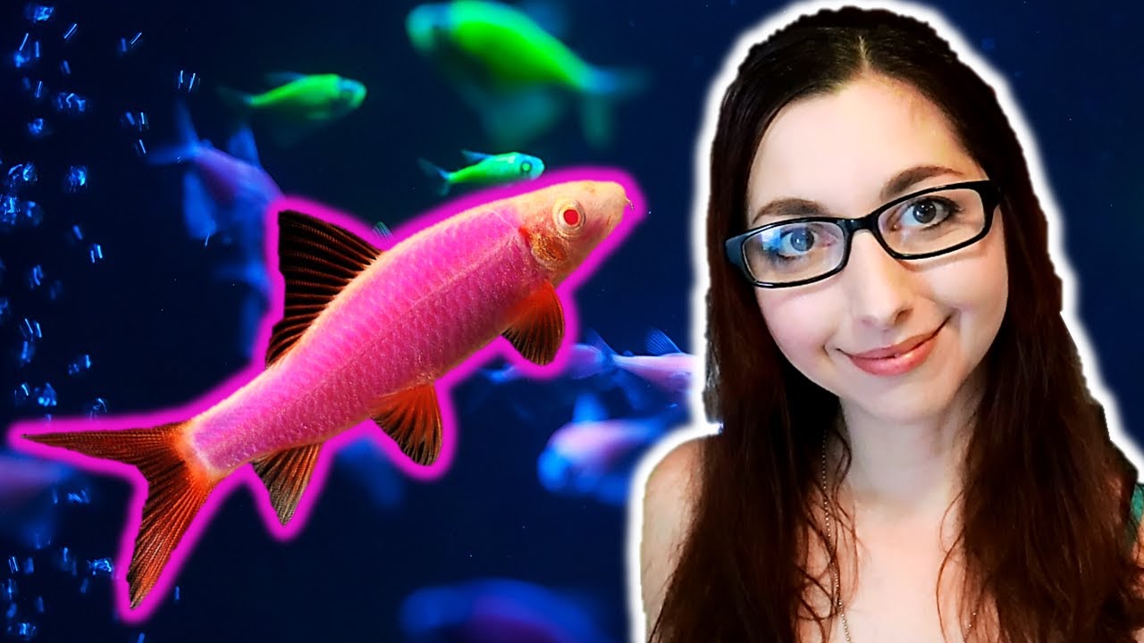 Руководство по уходу за акулами GloFish | Серия руководств по уходу за акулами GloFish, выпуск 5 ...