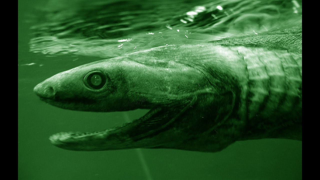 Frilled Shark - Deepsea Oddities