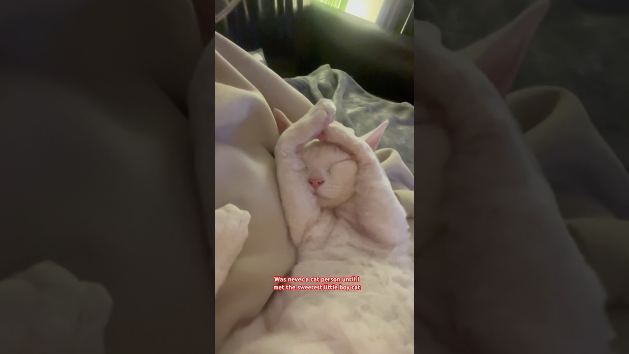 BOY CATS AMIRITE? 🥹😍 