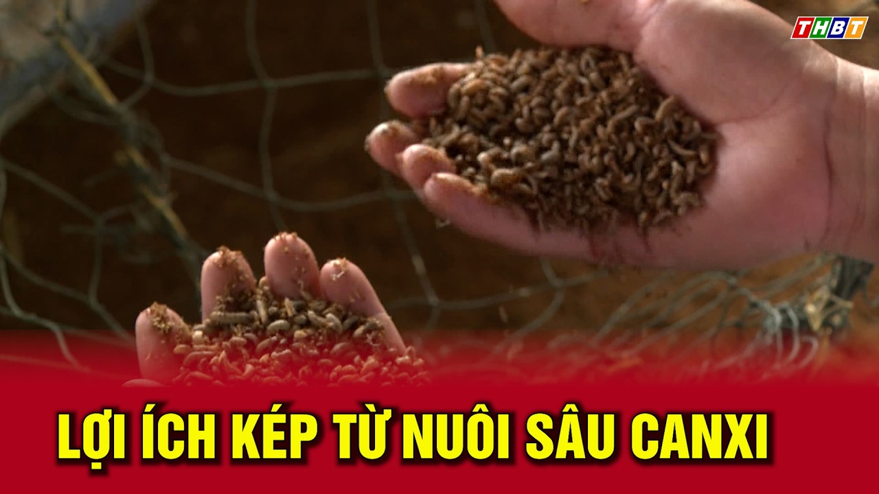 Thời sự Bến Tre | Lợi &iacute;ch k&eacute;p từ nu&ocirc;i s&acirc;u canxi