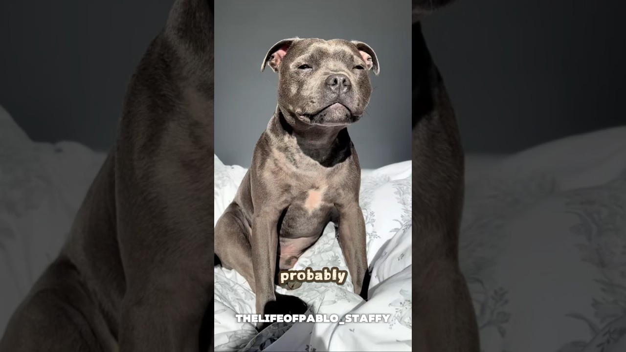 5 educational reasons not to own a Staffy aka Staffordshire Bull Terrier 
