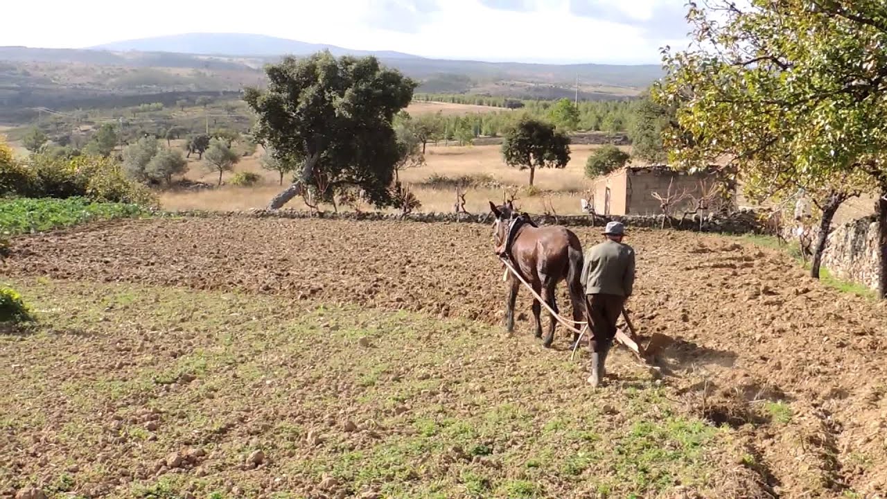 Arando a terra... - Penha Garcia, 07/10/2014