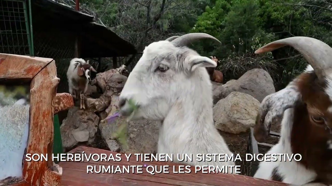 Datos curiosos sobre las cabras