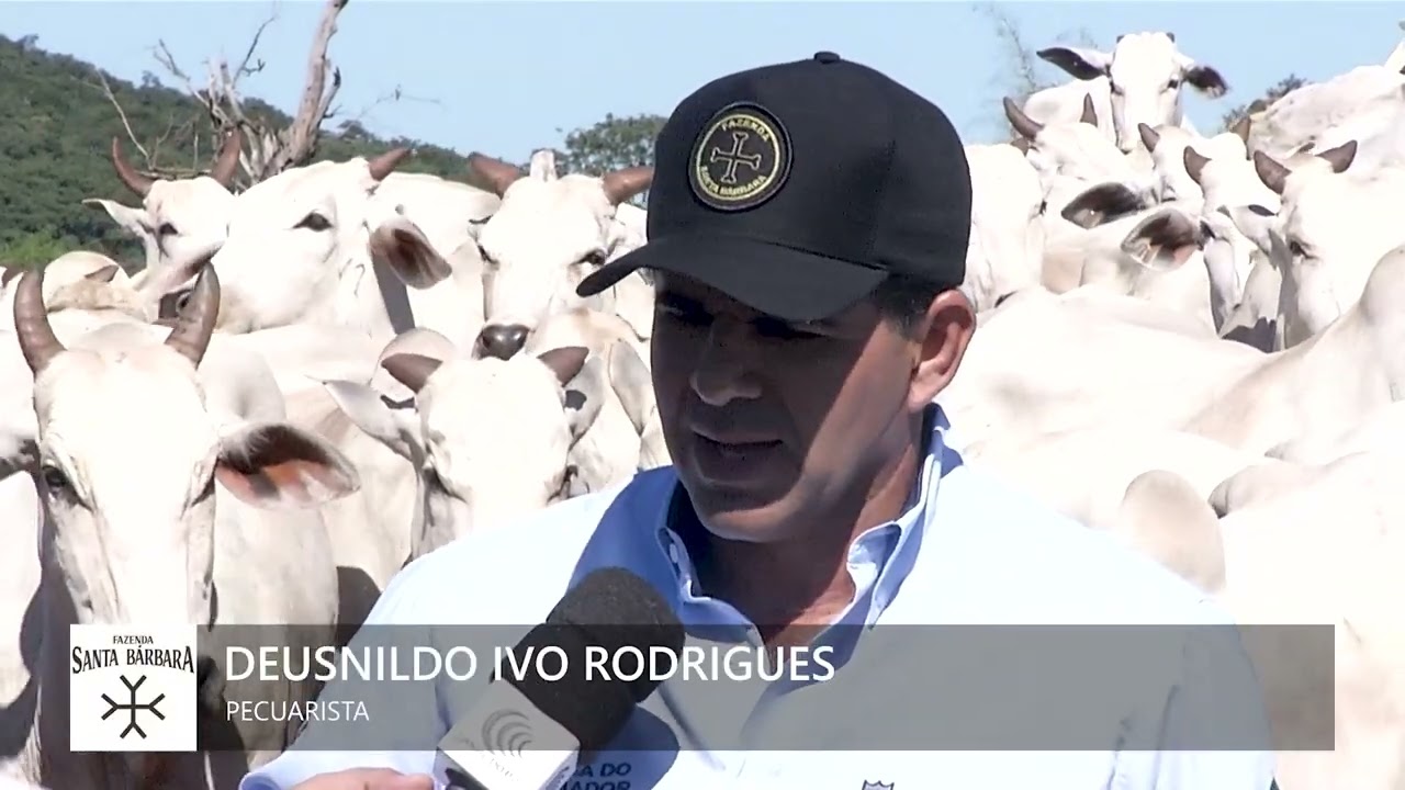 Leilão Fazendeiro I Fazenda Santa Bárbara