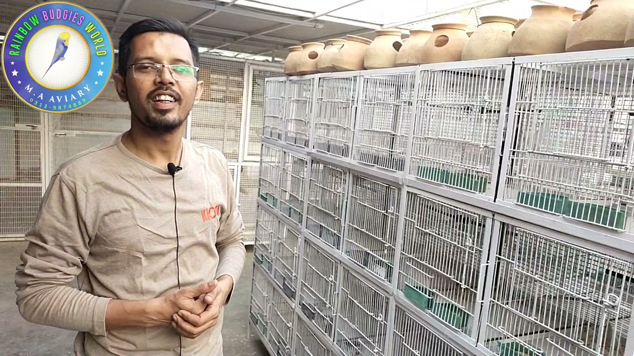 Finches and Dove setup | Abdul rauf finches expert | Defense setup update |