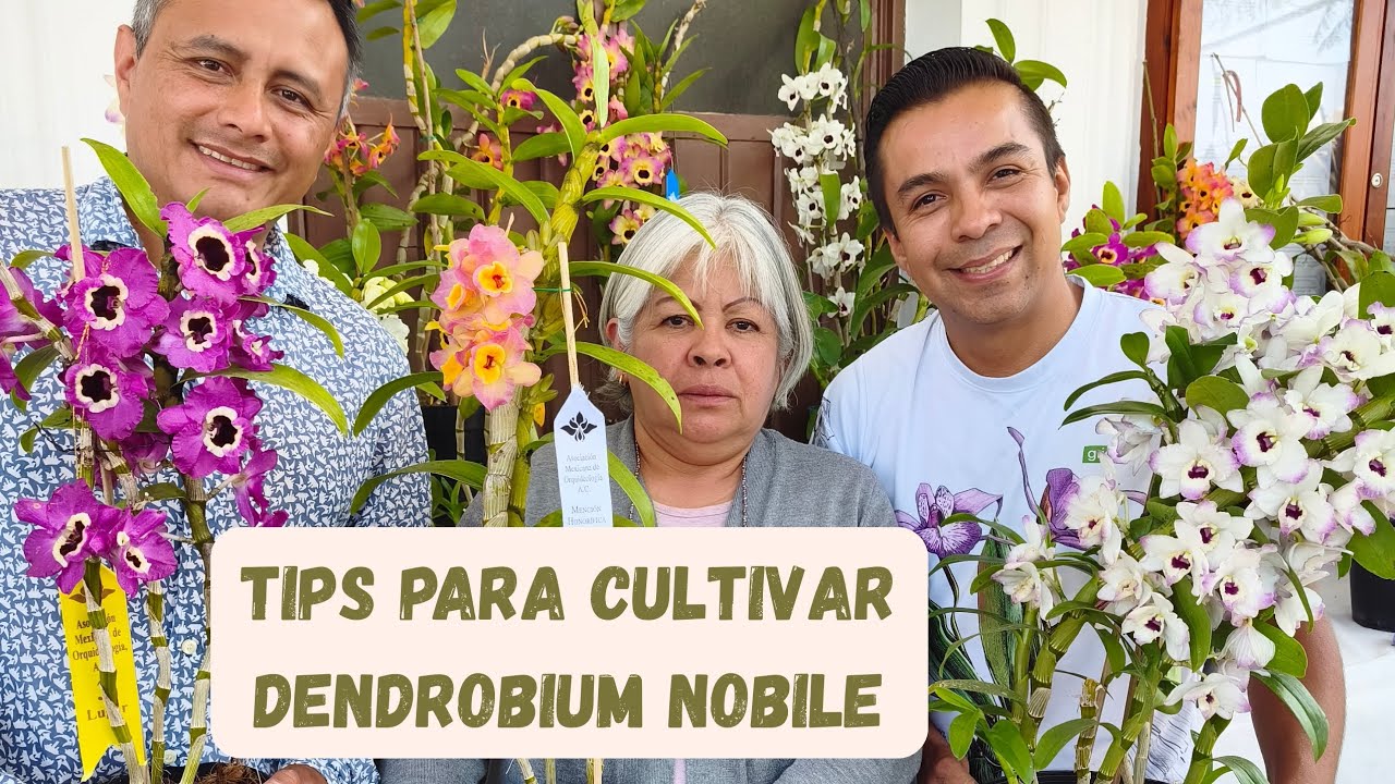 Tips para cultivar Dendrobium Nobile