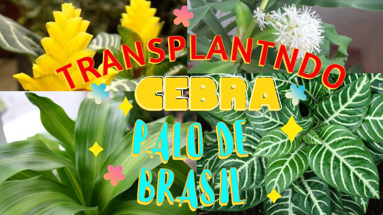 TRANSPLANTANDO PALO DE BRASIL Y CEBRA | Cuidados y Recomendaciones